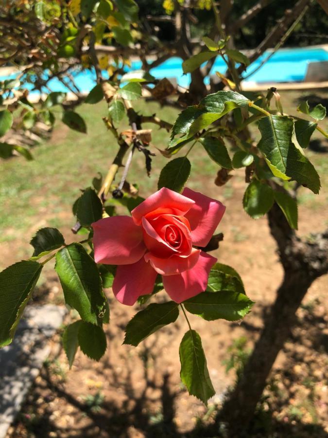 Le Clos Des Cigales รูสซียง ภายนอก รูปภาพ